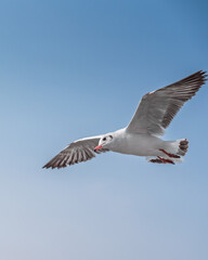 Seagulls Flying Over the Waves – Majestic Ocean Birds