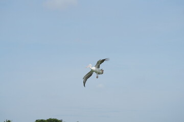 Pelican bird in the wild at the Bangkok Open Zoo, Thailand.