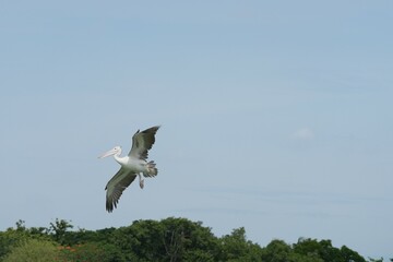 Pelican bird in the wild at the Bangkok Open Zoo, Thailand.