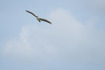 Pelican bird in the wild at the Bangkok Open Zoo, Thailand.