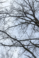 Tree silhouette with bare branches and twigs in a forest against bright sky during winter season, vertical natural abstract trees woodland background