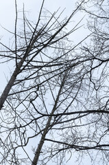 Tree silhouette with bare branches and twigs in a forest against bright sky during winter season, vertical natural abstract trees woodland background