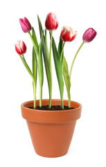 Beautiful colorful tulips blooming in ceramic cachepot isolated on white