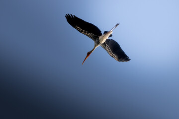 Bird in Flight Against Clear Blue Sky
