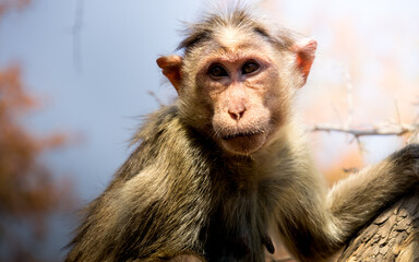A close-up portrait of a monkey perched on a tree branch, gazing into the distance with deep, expressive eyes.