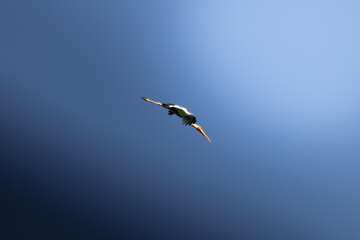 Bird in Flight Against Clear Blue Sky
