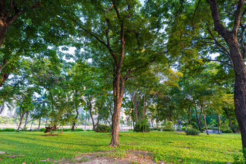 Obraz premium Tropical rainforest green tree meadow grass in city public park sunshine day