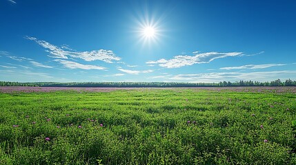 Obraz premium Sunny meadow with wildflowers and blue sky. Possible use for nature photography