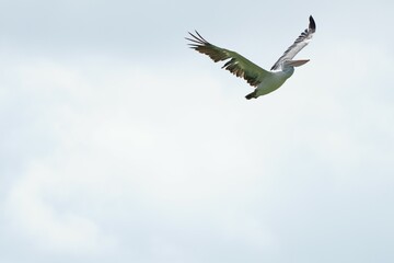 Pelican bird in the wild at the Bangkok Open Zoo, Thailand.