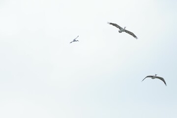 Pelican bird in the wild at the Bangkok Open Zoo, Thailand.