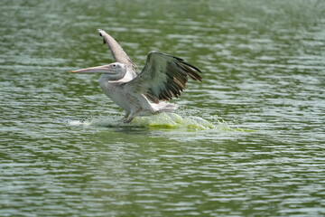 Pelican bird in the wild at the Bangkok Open Zoo, Thailand.