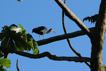 Exotic bird, in Brazil known as CARA&Uacute;NA (PLEGADIS CHIHI) lives on the banks of rivers and lakes...