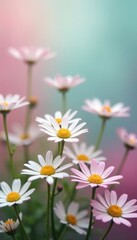 Obraz premium Blurred pastel backdrop, tiny daisies in lively clusters , romantic, muted