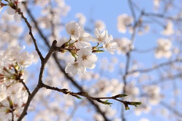 White cherry blossom (Sakura) with the blue sky. High quality photo