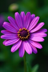 Fototapeta premium Intricate details of a single purple African daisy, pollen visible , ray florets, flower head