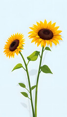 Obraz premium Two sunflowers in the sunny ambience. Light blue background with shadow, hand-drawn digital illustration. with white shades