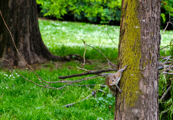 A curious squirrel clings to the side of a moss-covered tree in a lush green park