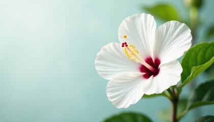 Obraz premium Single white hibiscus, delicate petals, vibrant stamen , close-up, elegance