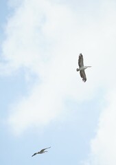 Pelican bird in the wild at the Bangkok Open Zoo, Thailand.