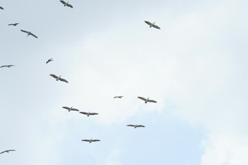 Pelican bird in the wild at the Bangkok Open Zoo, Thailand.