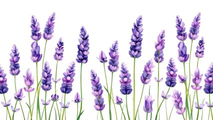 Fototapeta premium Lavender Flowers Border Purple Floral Design Botanical Illustration White Background