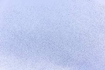 Sky filled with starlings flying in a murmuration. Flock of European or Common Starling birds 