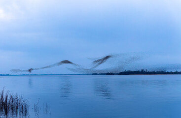 Starling murmuration or large flock of birds flying and forming abstract shapes. Common or European starlings "Sturnus vulgaris" reflected in lake water. "Lough Ennell", "County Westmeath", Ireland