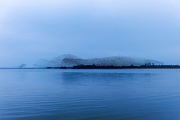 Murmuration of starling birds reflected in lake water at "Lough Ennell". Flock of thousands of starlings flying or swarming at dusk. "County Westmeath", Ireland