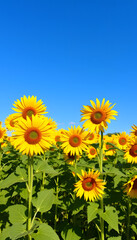 Blooming field of sunflowers on blue sky. with white shades