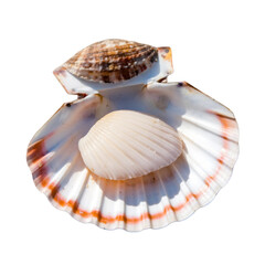 Obraz premium Open white seashell with brownish-orange hues containing raw scallop isolated on transparent background PNG
