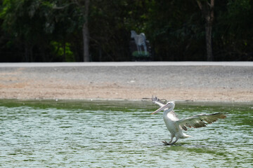 Pelican bird in the wild at the Bangkok Open Zoo, Thailand.