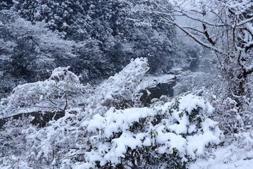 雪化粧の穴内川　（高知県　大豊町日浦）