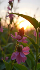Fototapeta premium Plants and flowers macro. Detail of petals and leaves at sunset. Natural nature background, Diffused lighting. with white shades