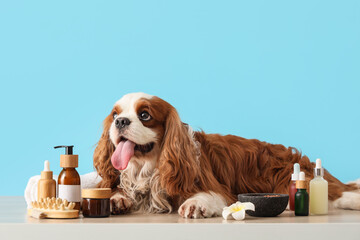 Cute cavalier King Charles spaniel with cosmetic products and massage brush lying on table against...