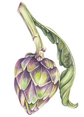 artichoke on white background.Botanical watercolor hand drawn illustration of artichoke with leaves.Watercolor painting of an artichoke flower with green leaves, isolated on a white background