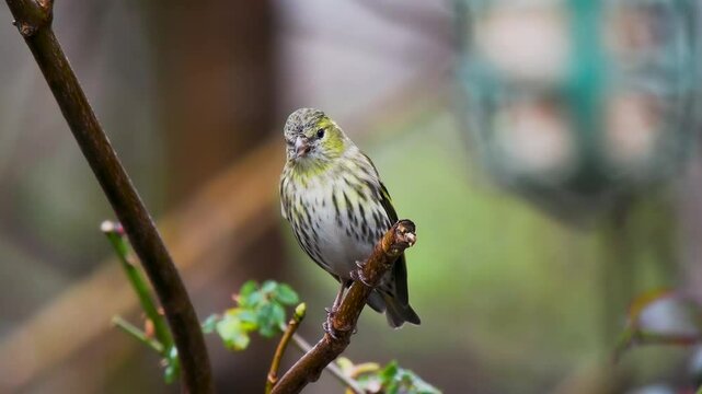 Siskin