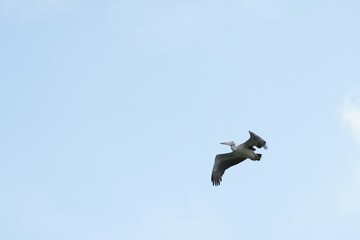 Pelican bird in the wild at the Bangkok Open Zoo, Thailand.