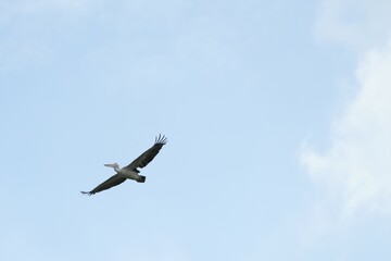 Pelican bird in the wild at the Bangkok Open Zoo, Thailand.