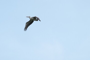 Pelican bird in the wild at the Bangkok Open Zoo, Thailand.