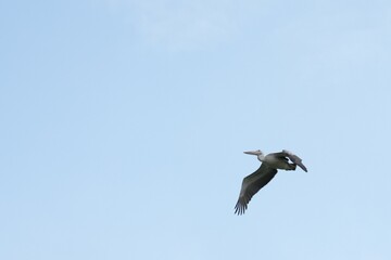Pelican bird in the wild at the Bangkok Open Zoo, Thailand.