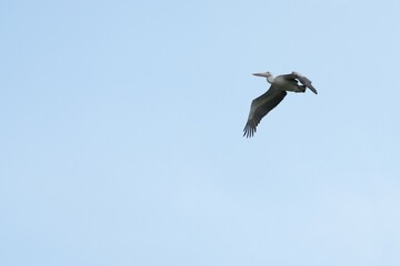 Pelican bird in the wild at the Bangkok Open Zoo, Thailand.