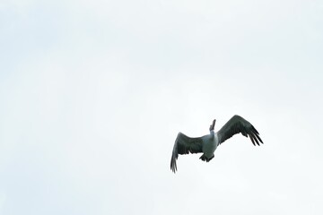 Pelican bird in the wild at the Bangkok Open Zoo, Thailand.