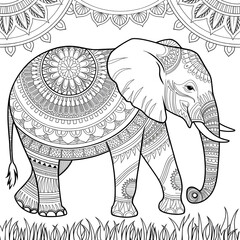 elephant on a white background