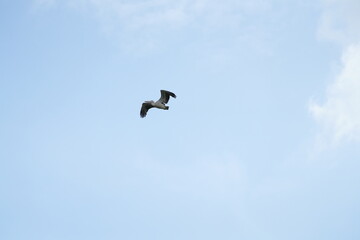 Pelican bird in the wild at the Bangkok Open Zoo, Thailand.