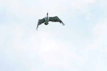 Pelican bird in the wild at the Bangkok Open Zoo, Thailand.