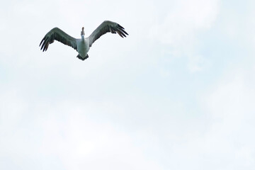 Pelican bird in the wild at the Bangkok Open Zoo, Thailand.
