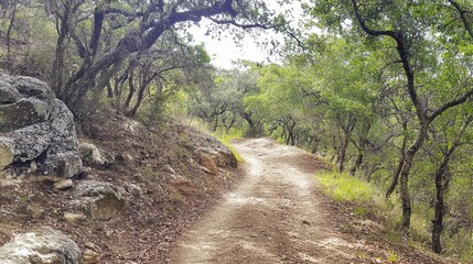 Fototapeta premium Peaceful Hiking Trail Through Lush Forests