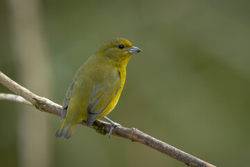 Obraz premium Violaceous euphonia perched on a branch