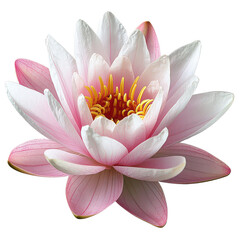 Blissful Water Lily Isolated on Transparent Background, PNG
