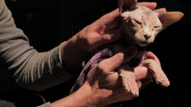 man's hands holding hairless cat breed sinx stroking skin affectionate domestic hairless cat. Owner caresses hairless sphinx cat cream color palm. Love for pets. cat purebred